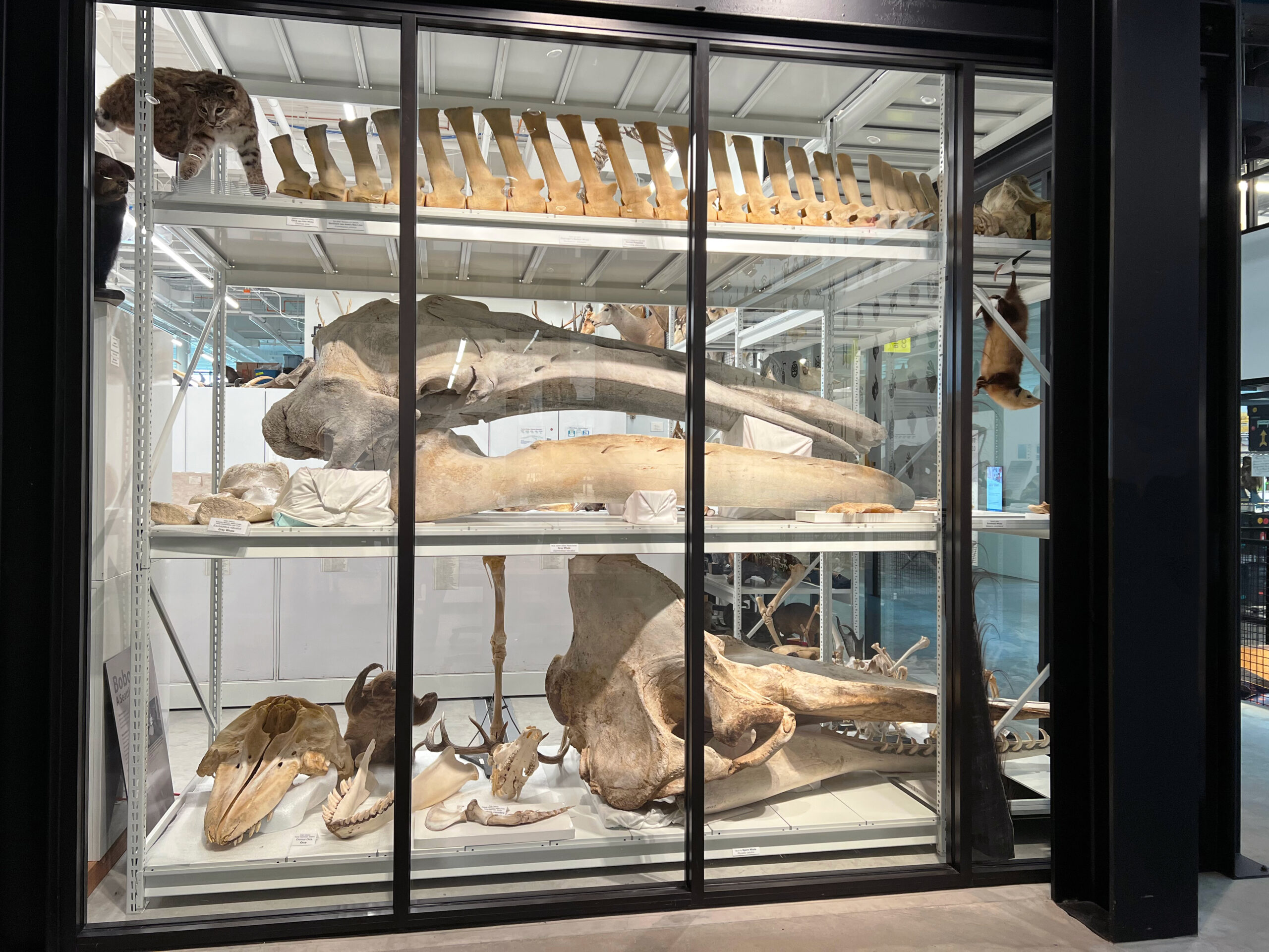 Museum cabinets
