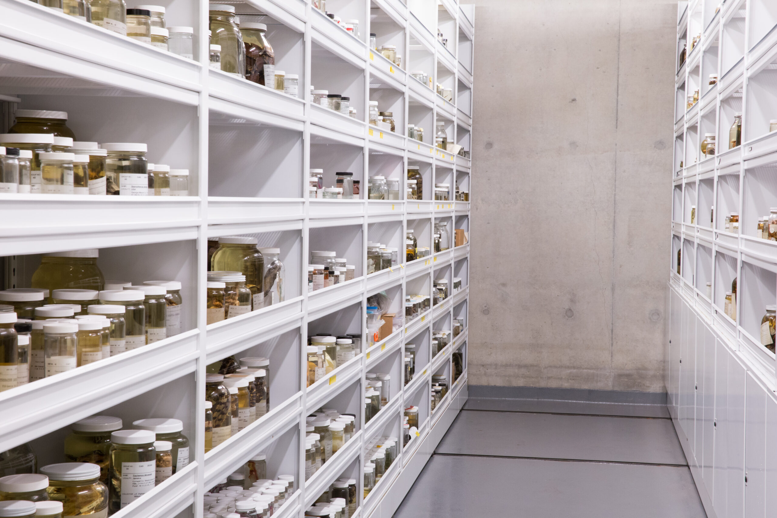 Museum cabinets